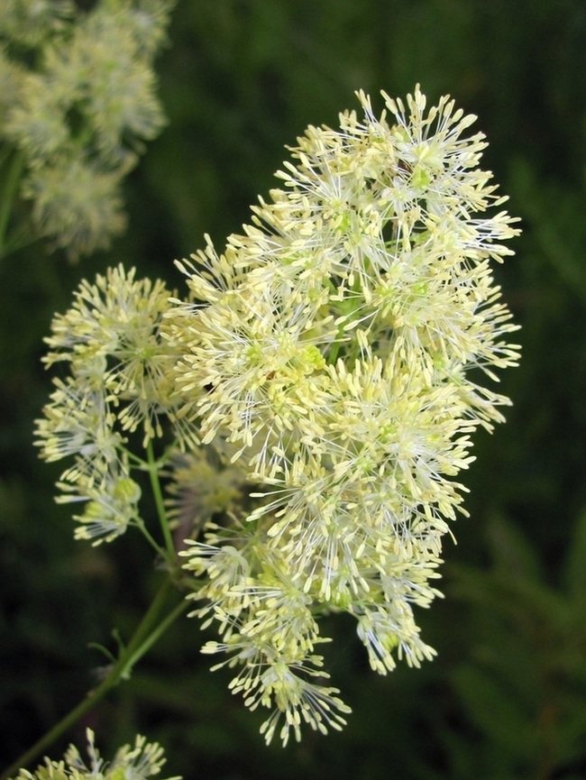 Изображение особи Thalictrum lucidum.