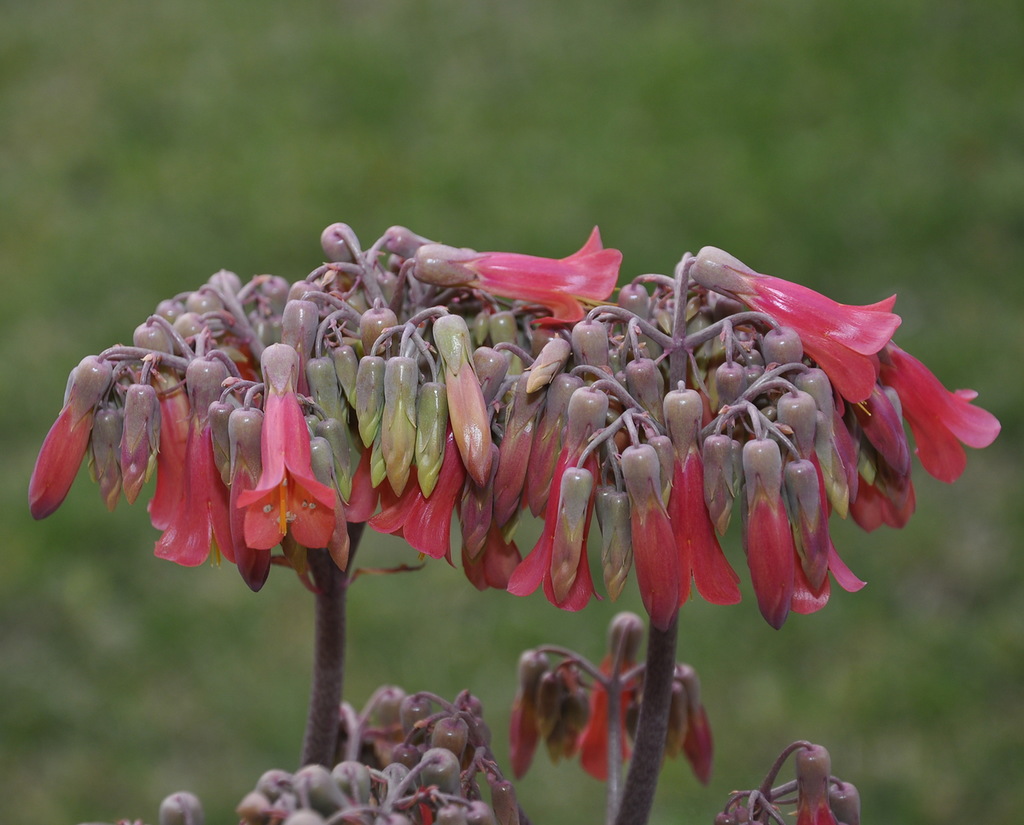 Image of Kalanchoe daigremontiana specimen.