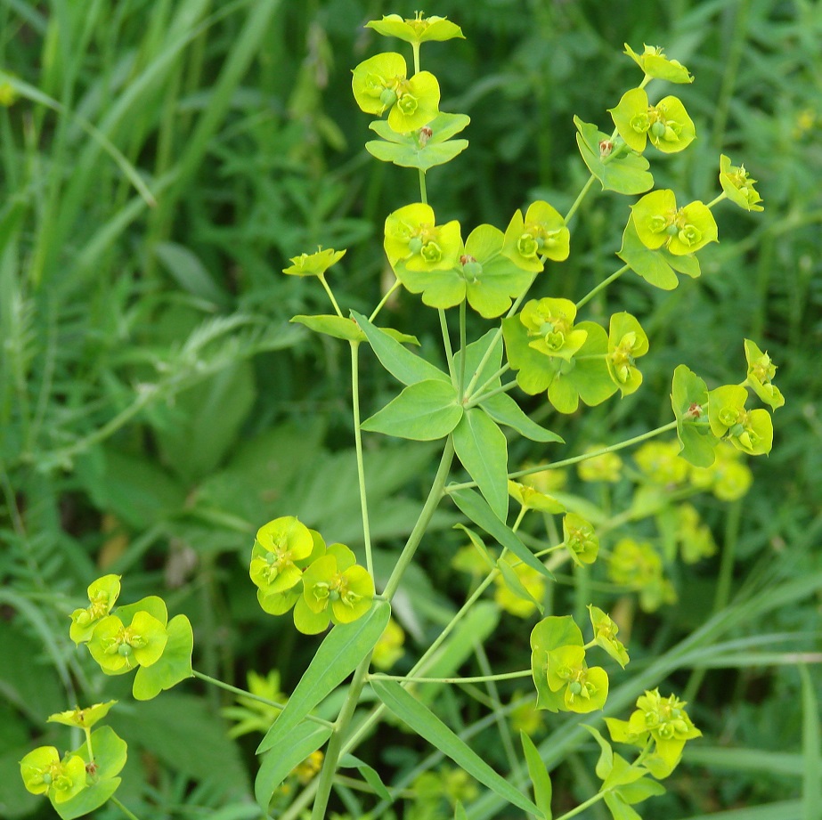 Изображение особи Euphorbia virgata.