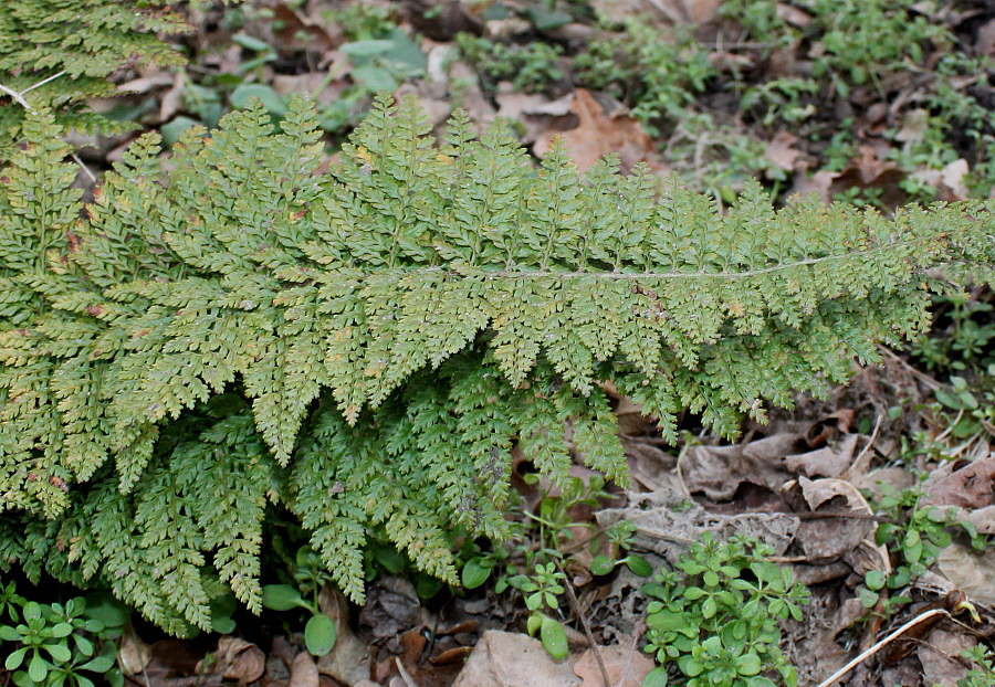 Изображение особи Polystichum proliferum.