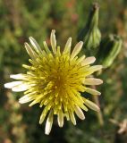 Sonchus oleraceus. Соцветие. Коми, Сыктывдинский р-н, окр. пос. Еляты, заброшенный огород. 10.08.2013.