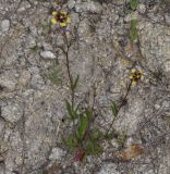 Tuberaria guttata