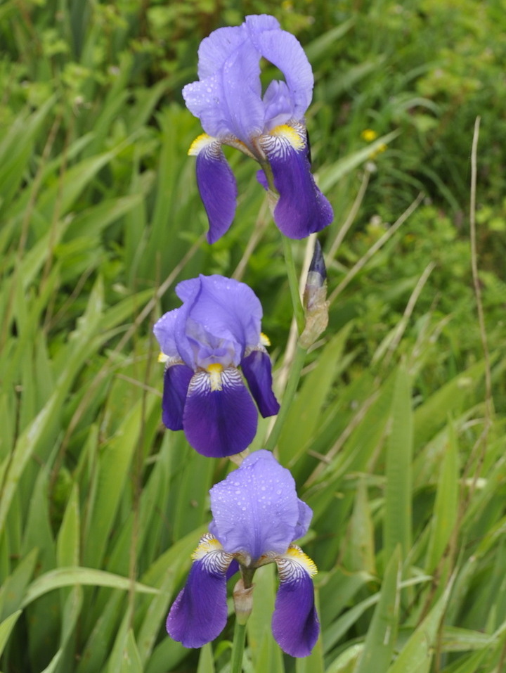 Изображение особи род Iris.