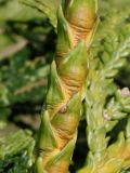 Thujopsis dolabrata