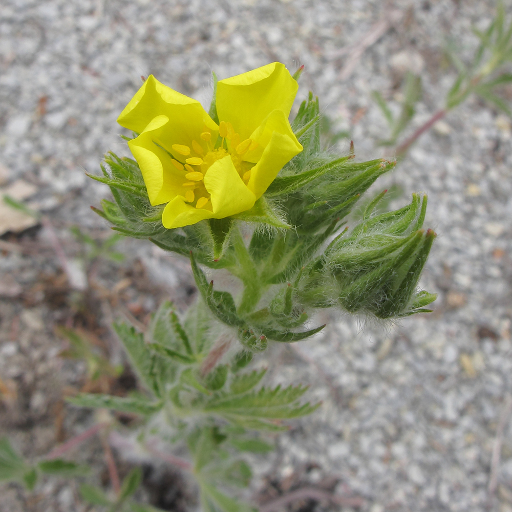 Изображение особи Potentilla callieri.