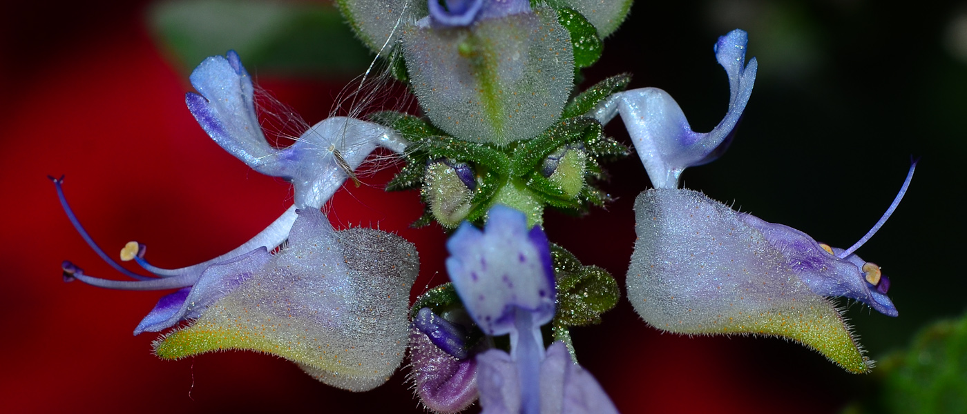 Image of Coleus neochilus specimen.