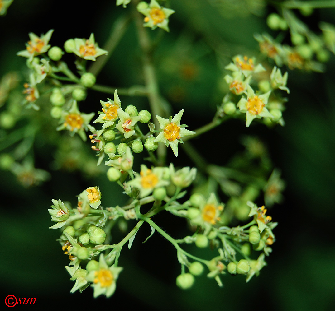 Изображение особи Cotinus coggygria.