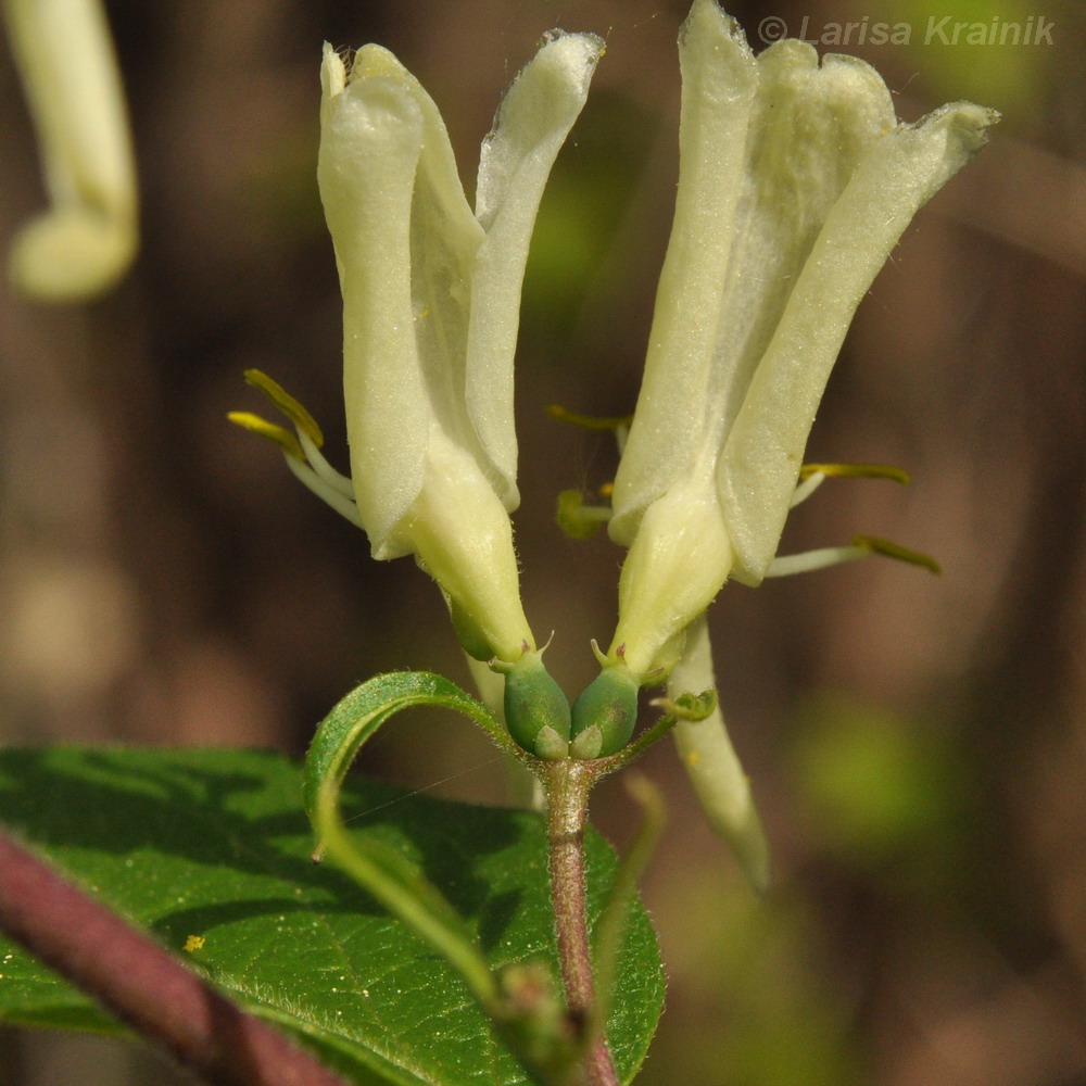 Image of Lonicera ruprechtiana specimen.