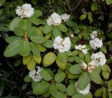 Rhododendron hemsleyanum. Цветущие ветви. Германия, г. Дюссельдорф, Ботанический сад университета. 04.05.2014.