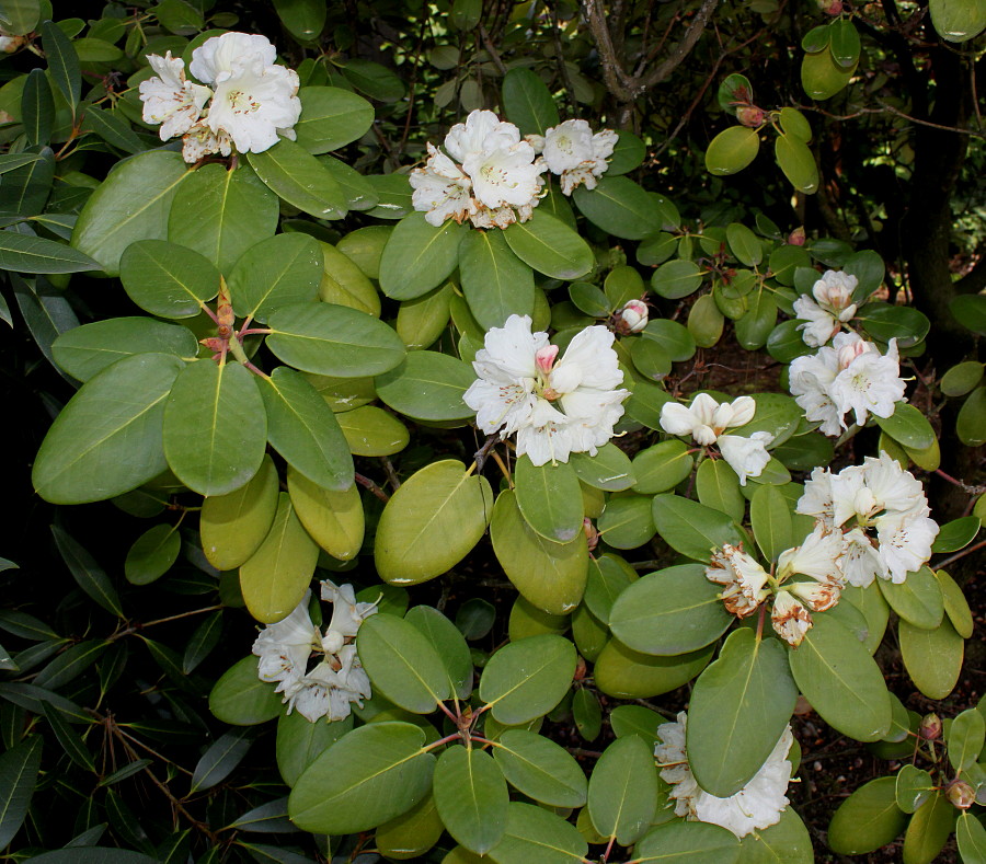 Image of Rhododendron hemsleyanum specimen.
