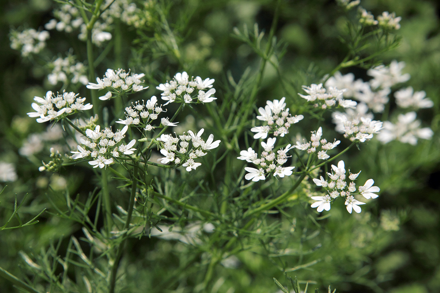 Image of Coriandrum sativum specimen.