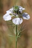 Nigella arvensis. Верхушка побега с цветком. Ростовская обл., Неклиновский р-н, Николаевское с/п, балка. 13.06.2014.