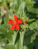 Lychnis chalcedonica. Верхушка растения с цветком и бутонами. Украина, Львовская обл., Дрогобычский р-н, г. Трускавец, возле забора. 07.06.2014.