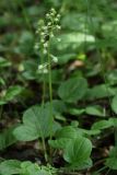 Pyrola rotundifolia. Растение с бутонами в смешанном лесу. Ленинградская обл., склон долины р. Луга у дер. Кемка. 13.06.2009.