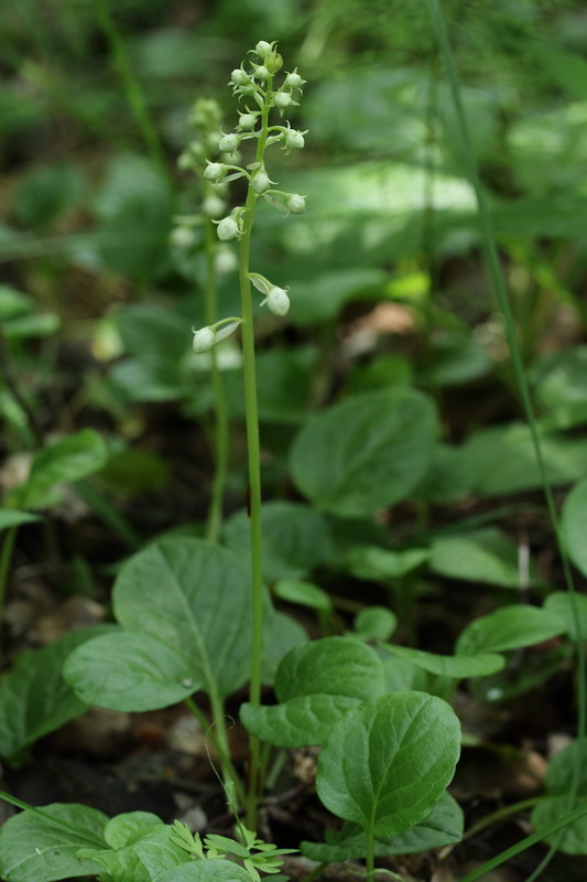 Изображение особи Pyrola rotundifolia.