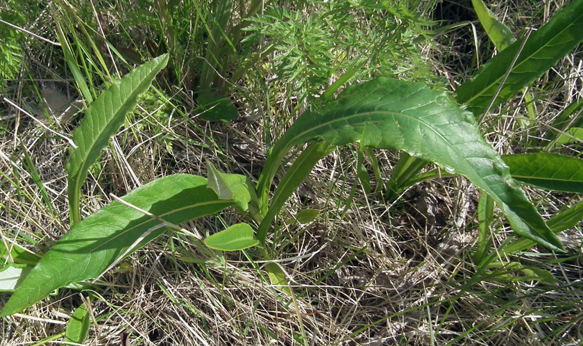 Изображение особи Cirsium heterophyllum.