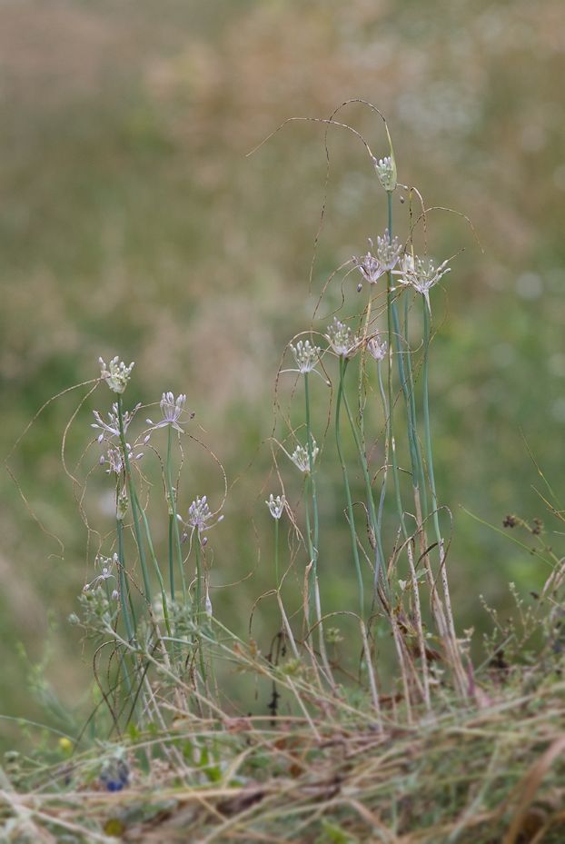 Изображение особи Allium podolicum.