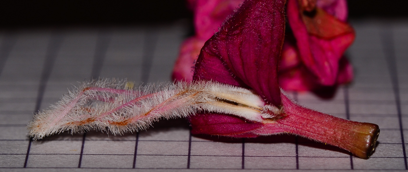 Image of Adenium obesum specimen.