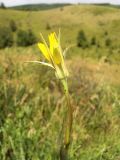 Image of taxon representative. Author is Андрей Чурилов