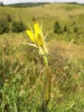 Tragopogon ucrainicus