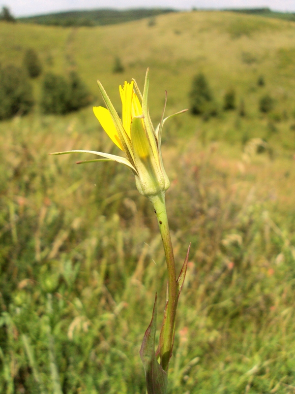 Изображение особи Tragopogon ucrainicus.