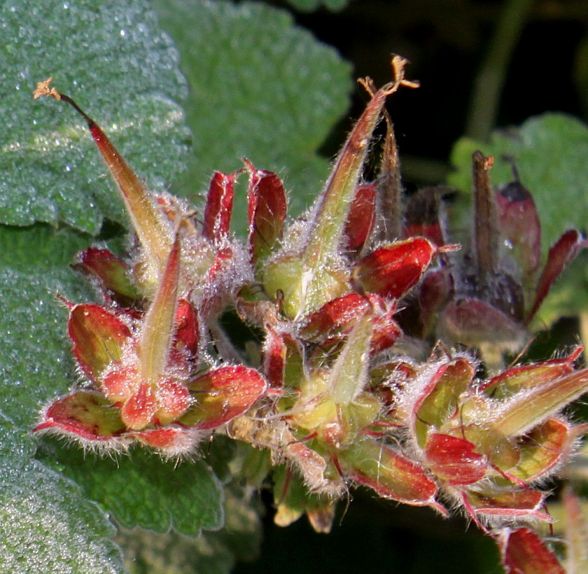 Image of Geranium renardii specimen.