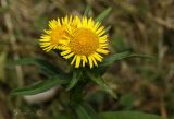 Inula britannica