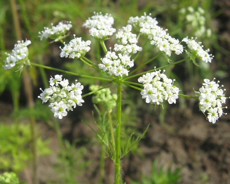 Изображение особи Chaerophyllum prescottii.