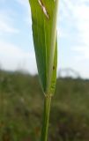 Setaria pumila
