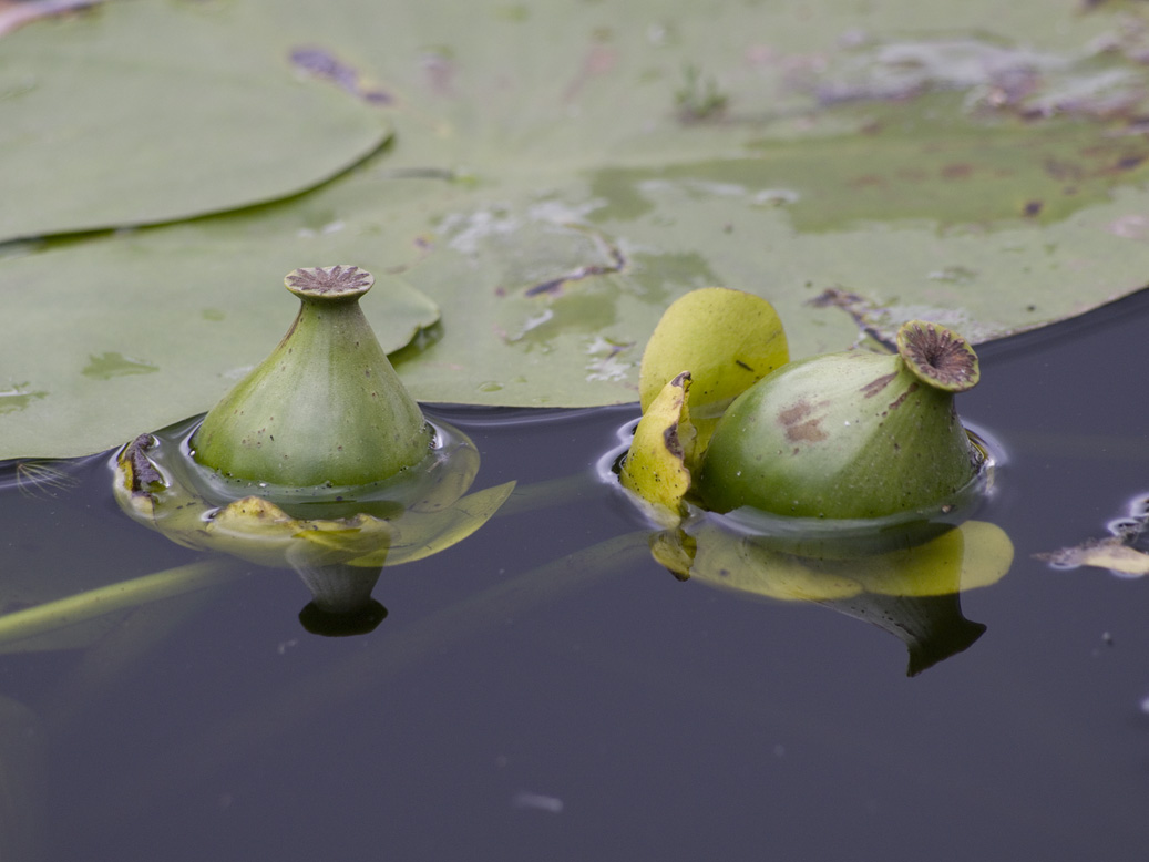 Image of Nuphar lutea specimen.