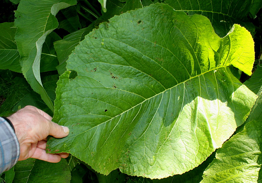 Image of Inula helenium specimen.