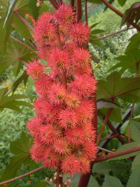 Изображение особи Ricinus communis.