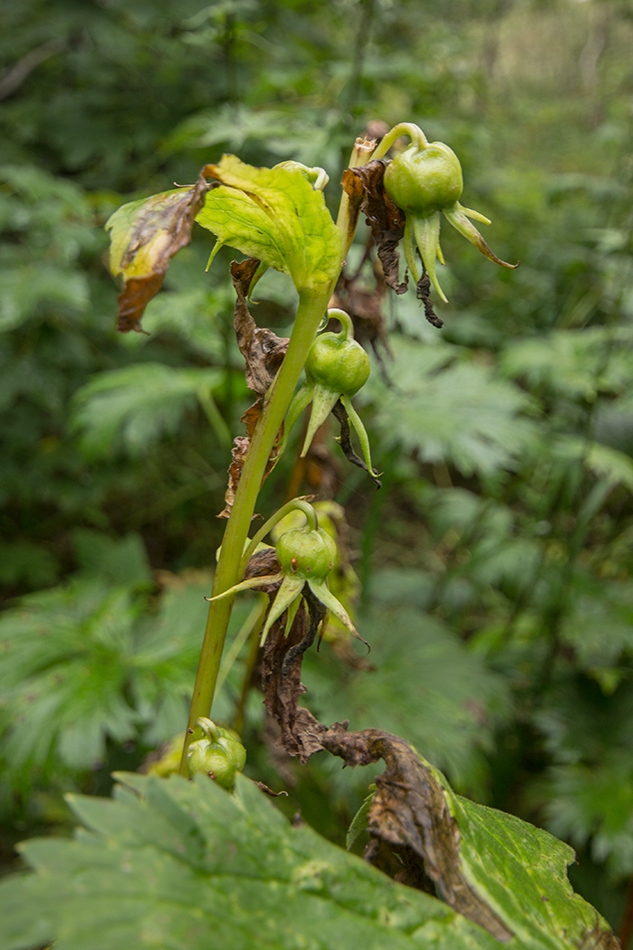 Image of Campanula latifolia specimen.