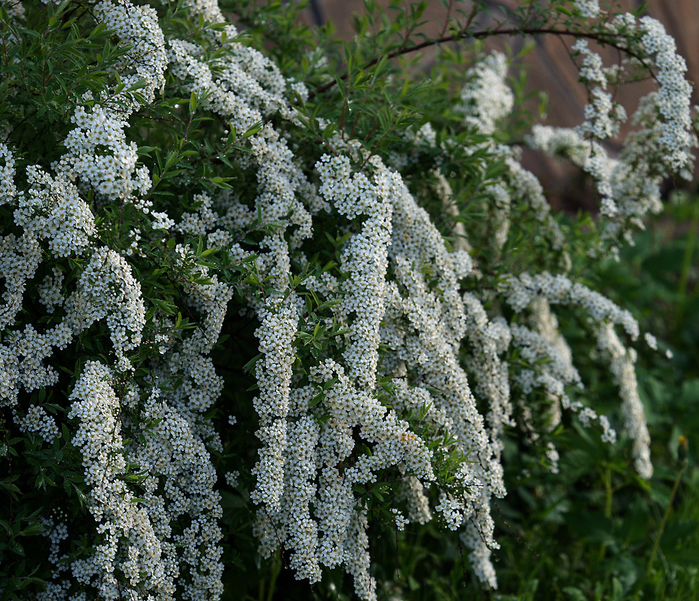 Изображение особи Spiraea &times; arguta.