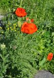Papaver setiferum