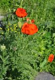 Papaver setiferum