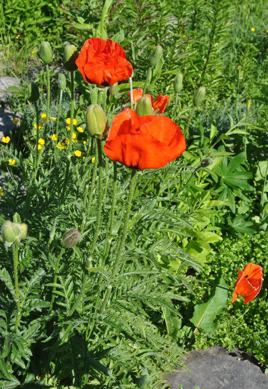 Image of Papaver setiferum specimen.