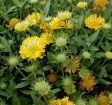 Gaillardia pulchella