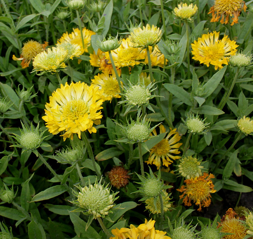 Изображение особи Gaillardia pulchella.