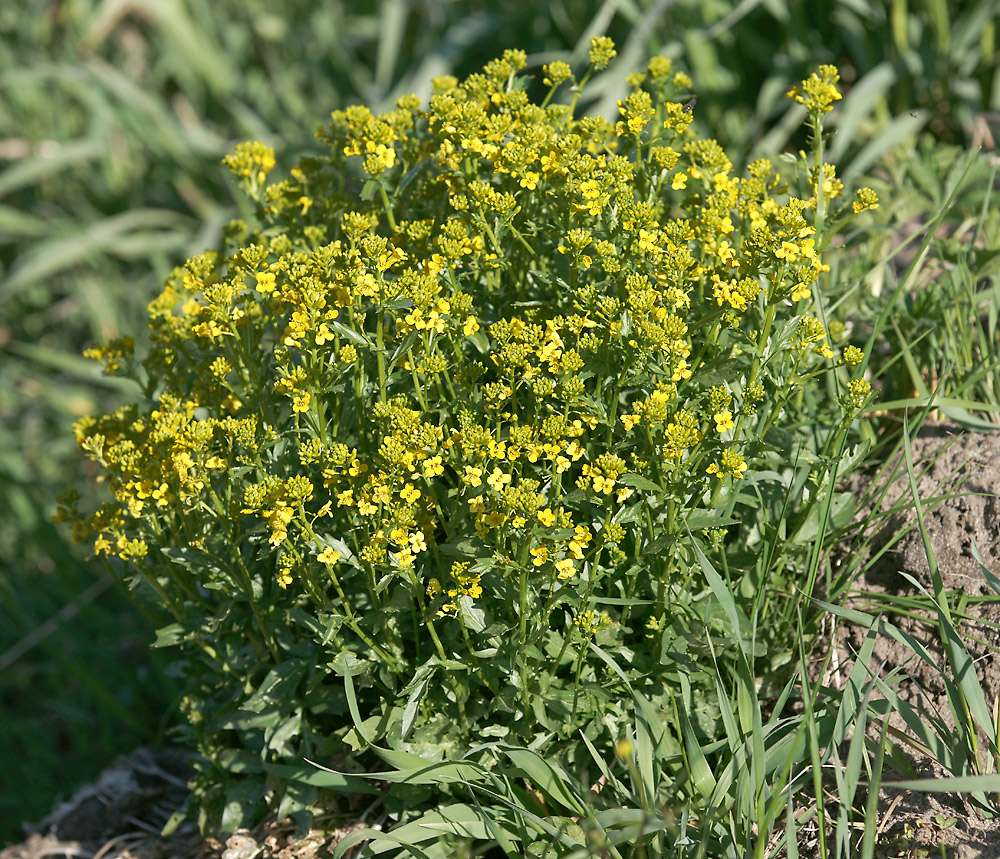 Image of Barbarea vulgaris specimen.