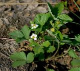 Fragaria vesca. Цветущее растение. Московская обл., Раменский р-н, окр. ж.-д. платформы Хрипань, просека под ЛЭП. 22.05.2014.