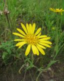 Tragopogon orientalis. Соцветие. Польша, Беловежская Пуща, луг у пос. Бяловежа. 25 июня 2009 г.