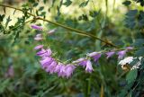 Campanula bononiensis. Верхушка цветущего растения. Республика Алтай, Чемальский район, луг. 31.07.2009.