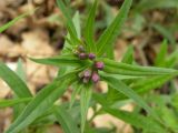 Aegonychon purpureocaeruleum. Верхушка растения с бутонами. Украина, Днепропетровская обл., пойменный лес р. Самара. 02.05.2009.
