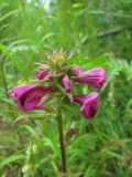 Pedicularis resupinata