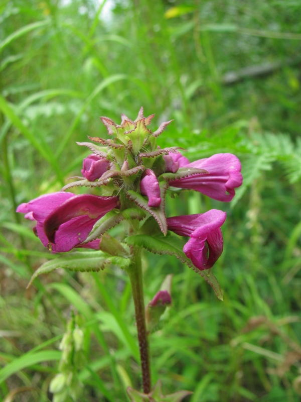 Изображение особи Pedicularis resupinata.