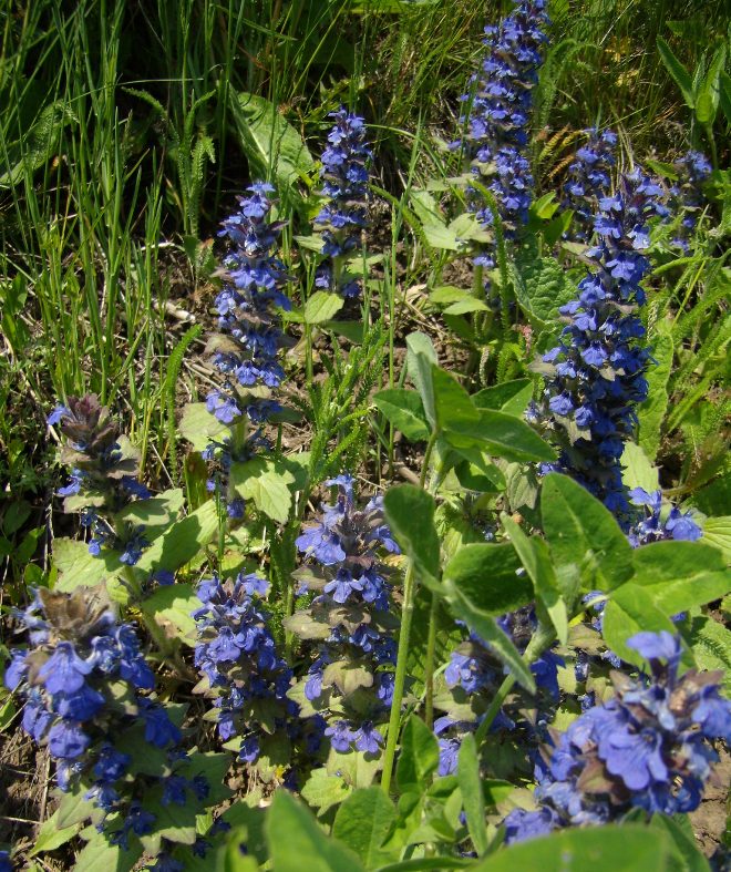 Изображение особи Ajuga genevensis.