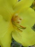 Verbascum phlomoides