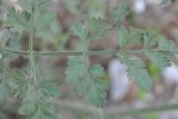 Daucus carota
