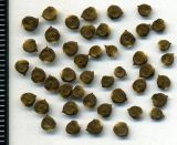 Atriplex sagittata. Семена. Курская обл., г. Железногорск, пустырь. 7 октября 2009 г.